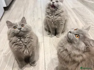 British Longhair cats British longhair kittens - Advert 2