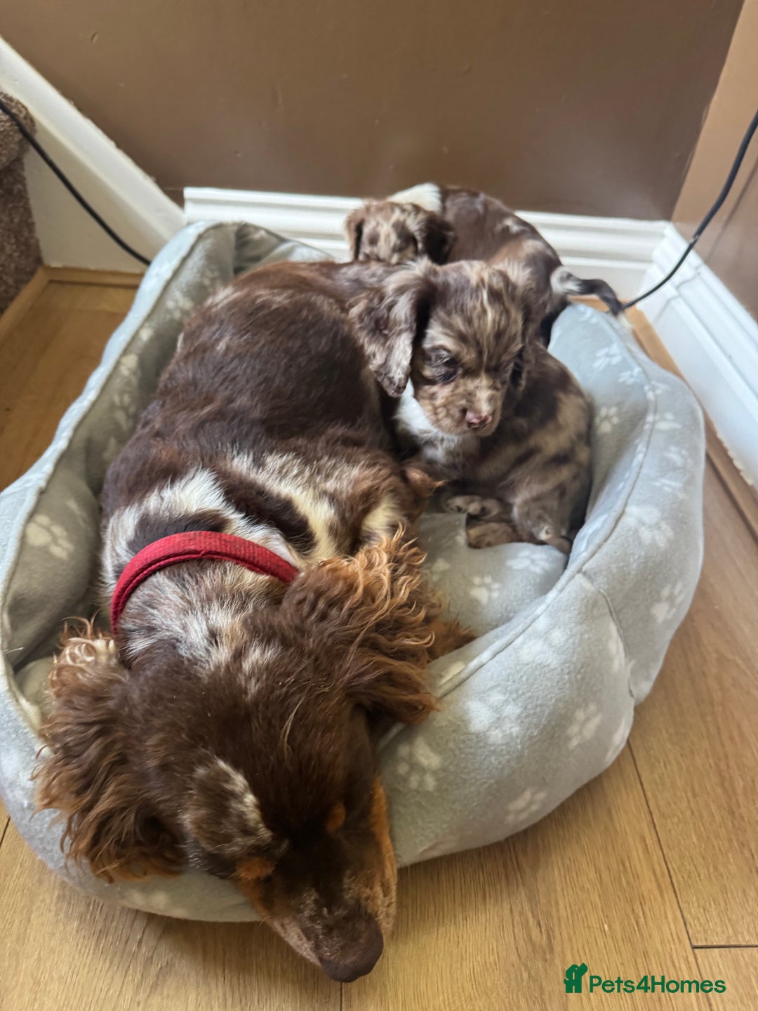 Cocker Spaniel dogs for sale: Cocker spaniel pups  - Image 3