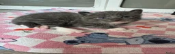 Mixed Breed cats for sale: Beautiful half Maine coon ginger and grey kittens  - Advert 19