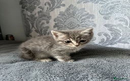 British Shorthair cats for sale:  kittens  in Luton - Image 5