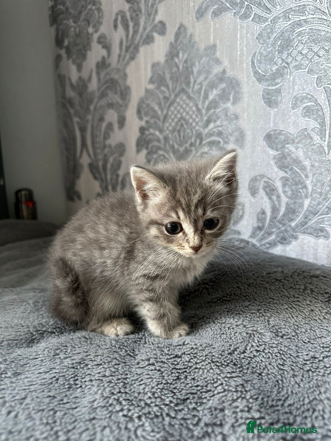 British Shorthair cats for sale:  kittens  in Luton - Image 5