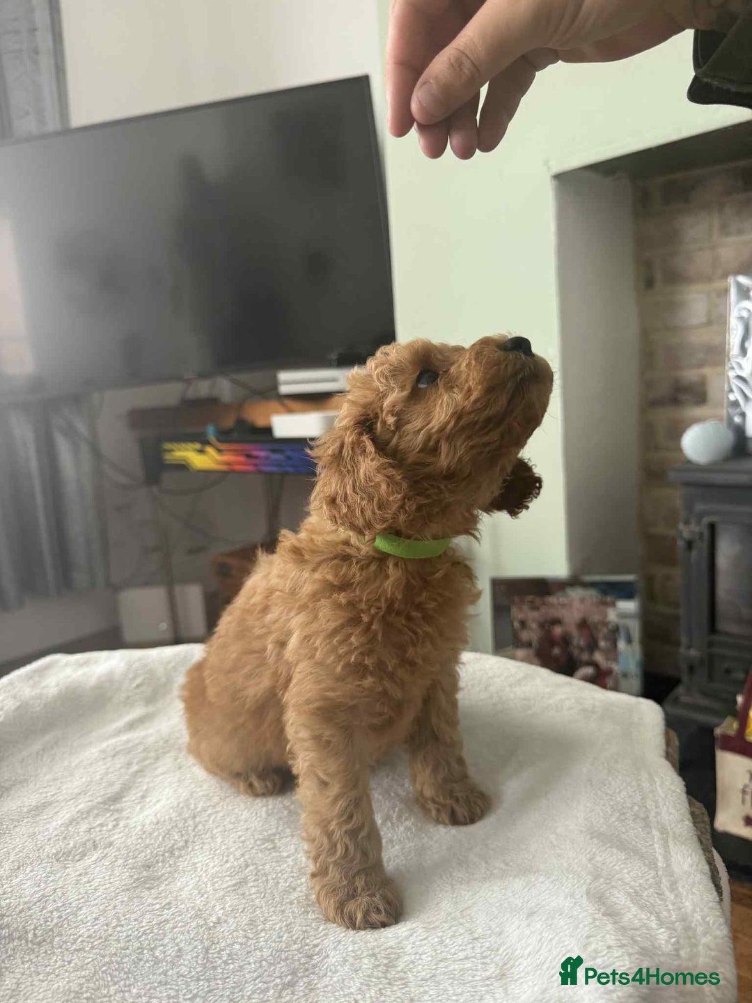 Cockapoo dogs for sale: 4 beautiful cockapoo puppies - Image 3