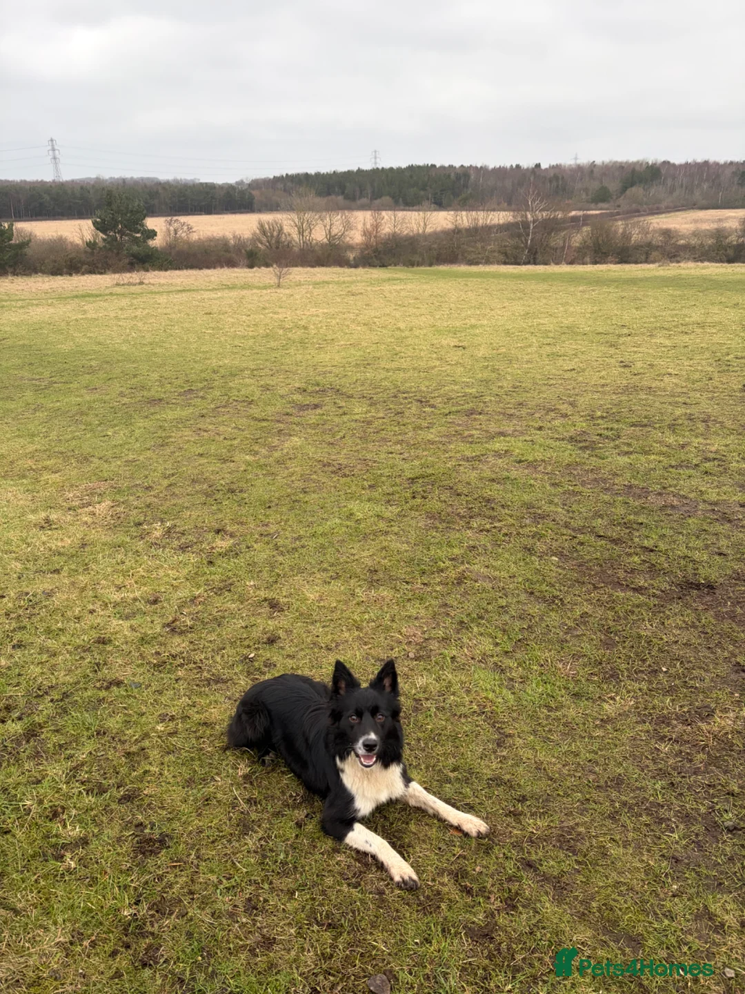 Border Collie dogs for sale: Border collie in Wallsend - Advert 2