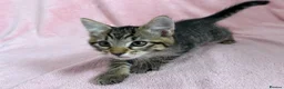 Mixed Breed cats for sale: Litter of 6 Kittens  - Advert 18