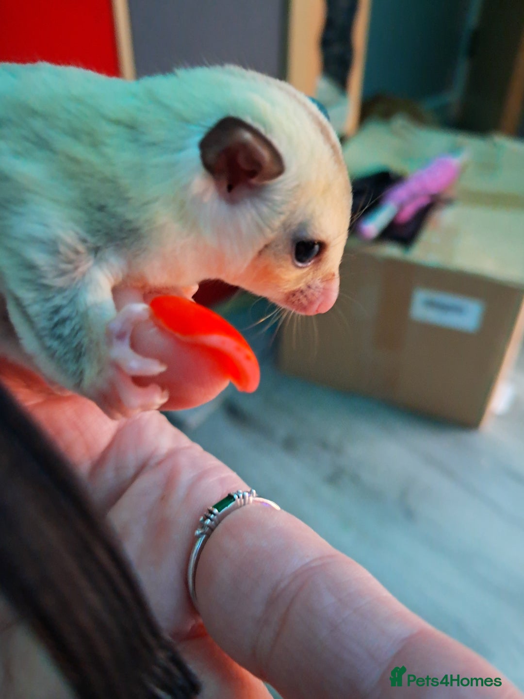 Sugar Glider rodents for sale: Female Platinum het Leucistic Sugar Glider Joeys - Advert 4