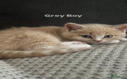 Mixed Breed cats for sale: 3 Cream Mixed Shorthairs - Image 8