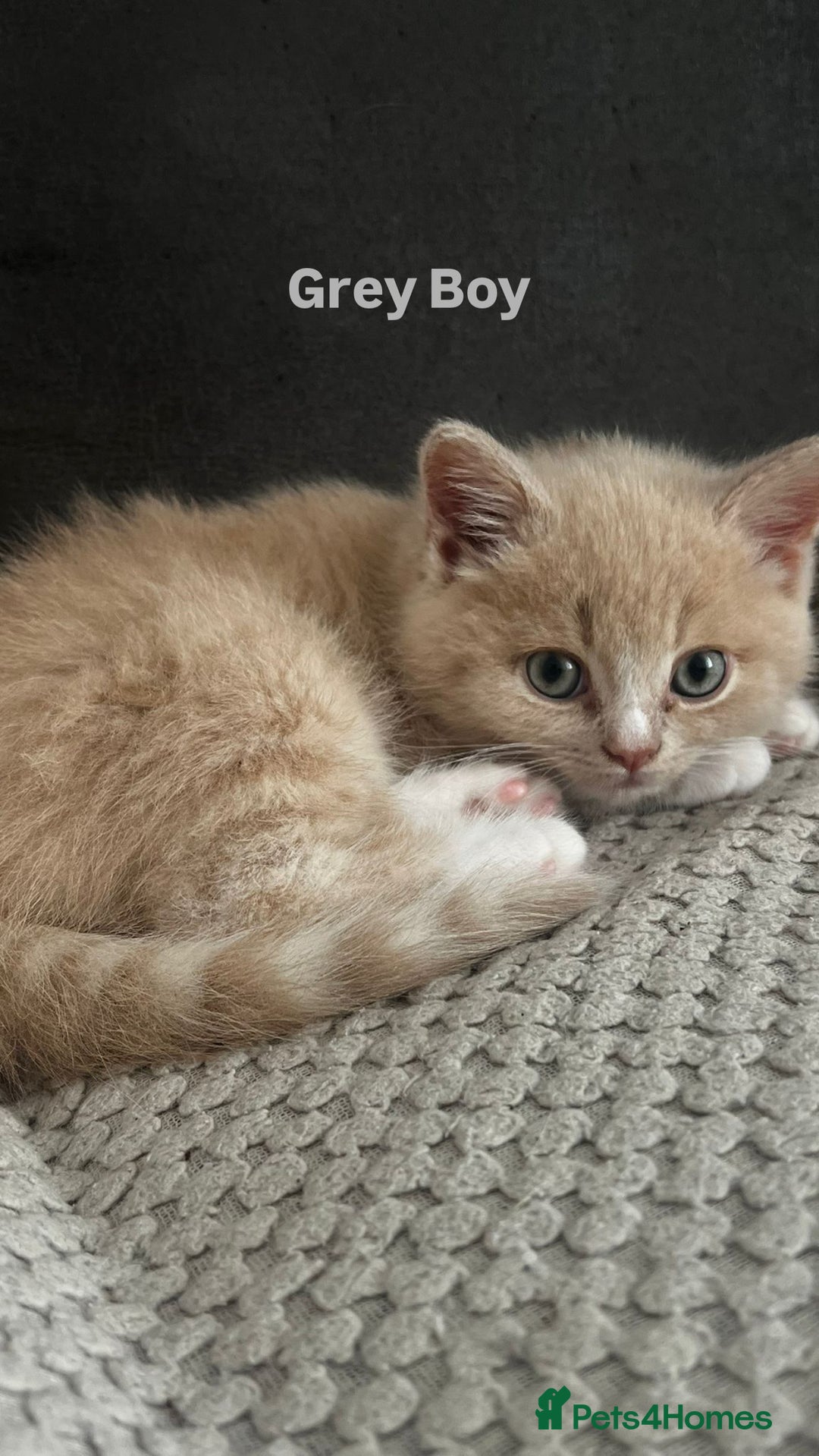 Mixed Breed cats for sale: 3 Cream Mixed Shorthairs - Image 8