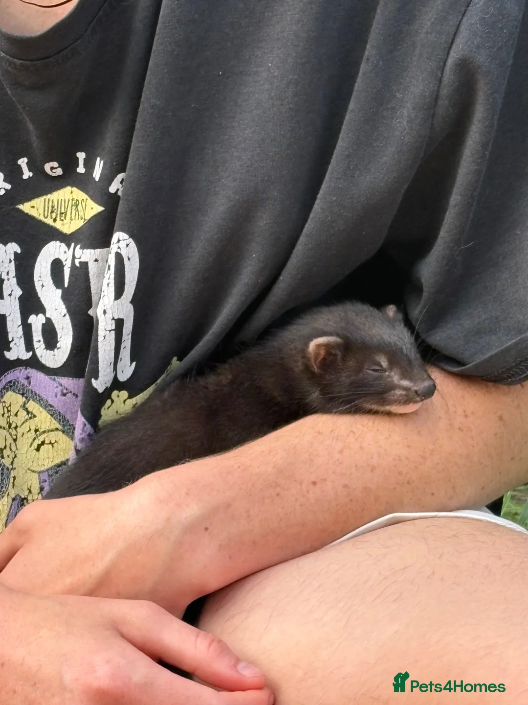 Ferret rodents for sale: Ferret kits, mixed colours  - Advert 2