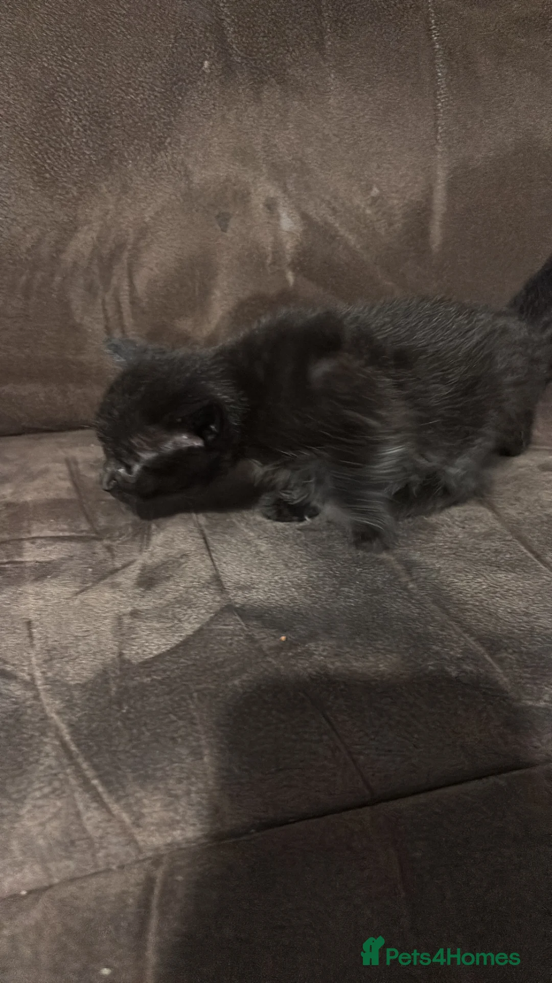 Mixed Breed cats for sale: Kittens for sale - Advert 5