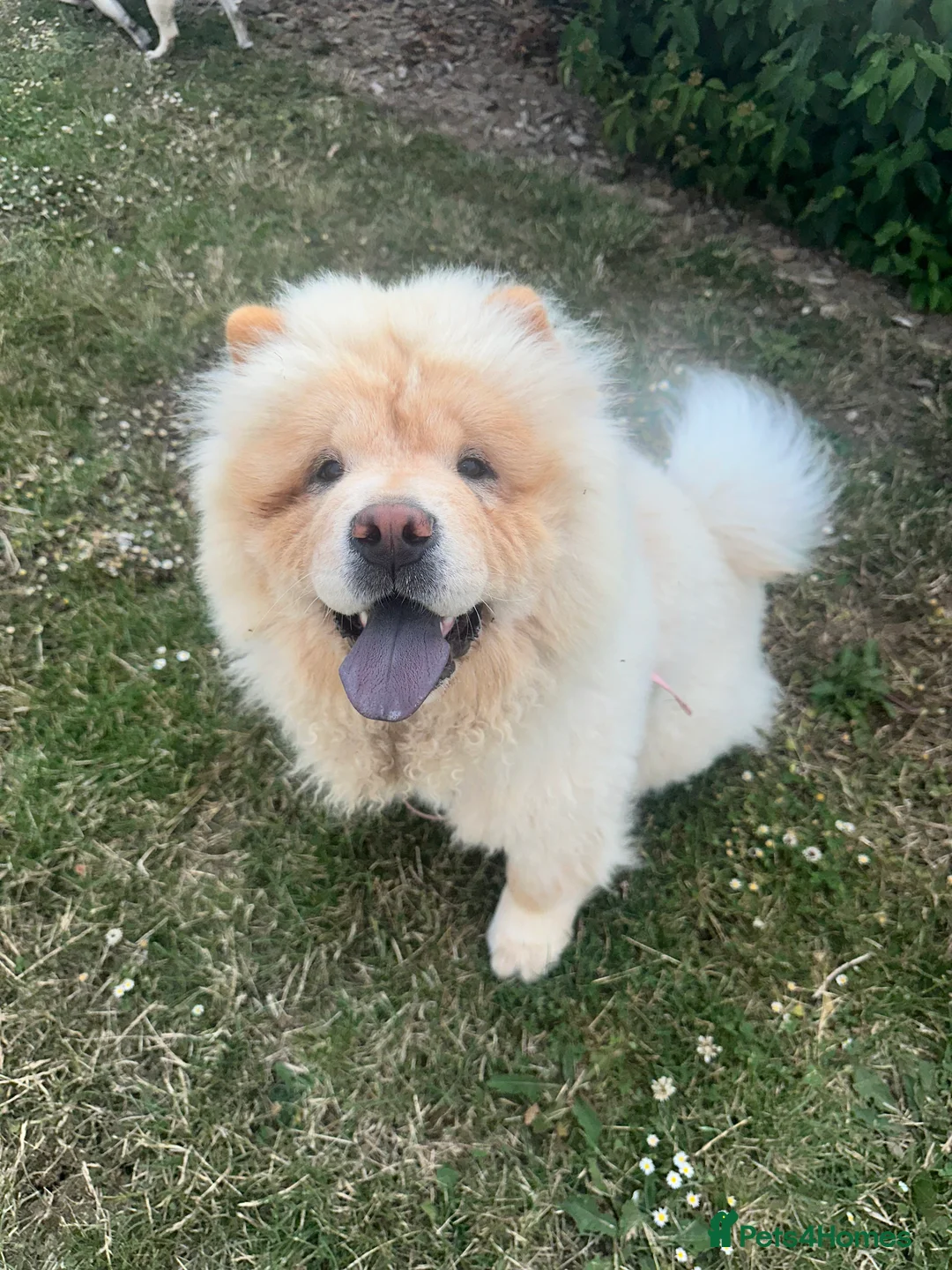 Chow Chow dogs for sale: KC Registered Female Chow Chow  - Advert 11