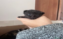 British Shorthair cats for sale: 3 british shorthair kittens. 2 weeks old - Image 1