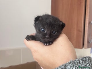 British Shorthair cats - Advert 30