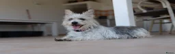 Mixed Breed dogs for adoption: Marvelous Millie - Advert 8
