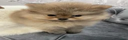 Pomeranian dogs for sale: OUTSTANDING KC BOYS AVALIBLE  in Brighton - Advert 4