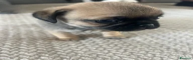 Chug 5
