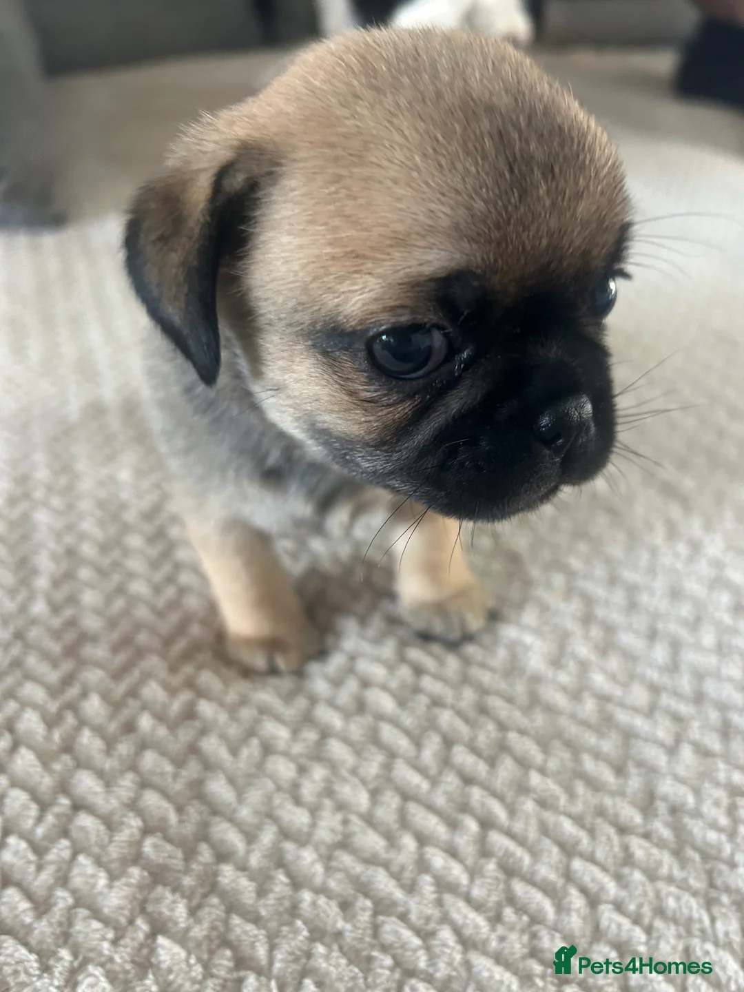 Chug dogs for sale: 5 x stunning chug puppies  - Advert 2
