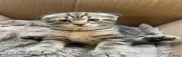 Scottish Fold cats for sale: Scottish fold x tabby kittens - Advert 3