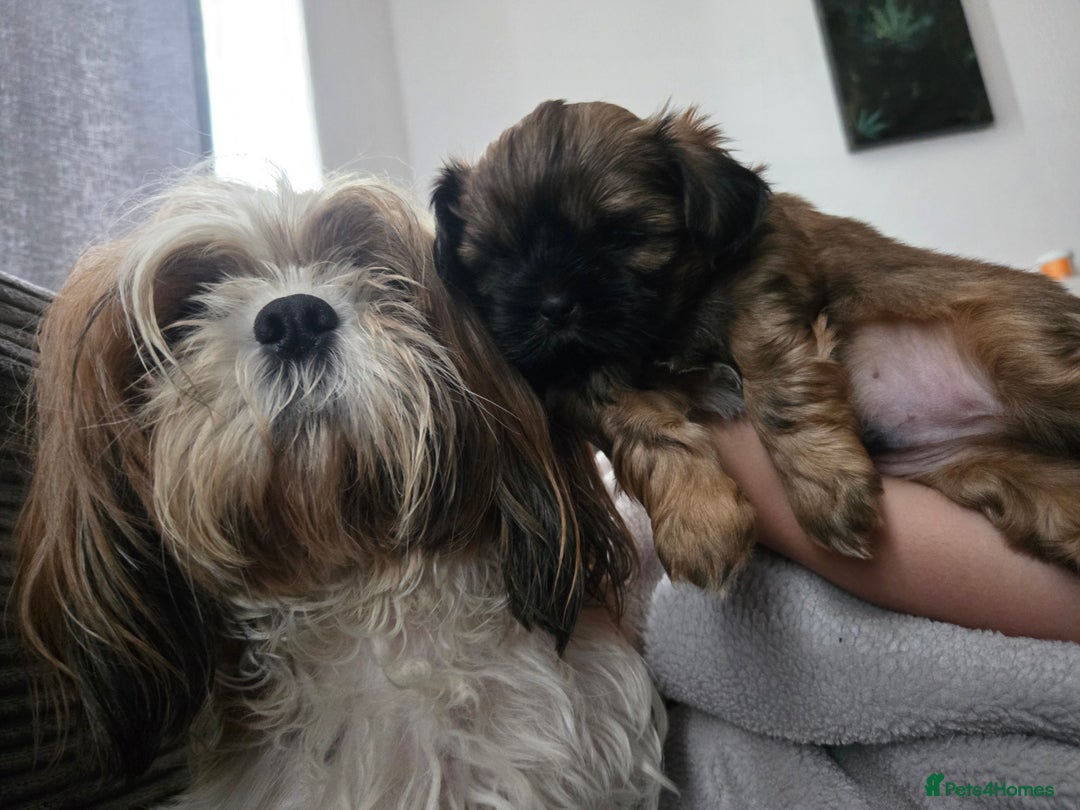 Shih Tzu dogs for sale: Female  - Image 2