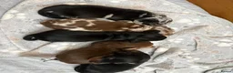 Dachshund dogs for sale: Beautiful dachshund puppies - Advert 20