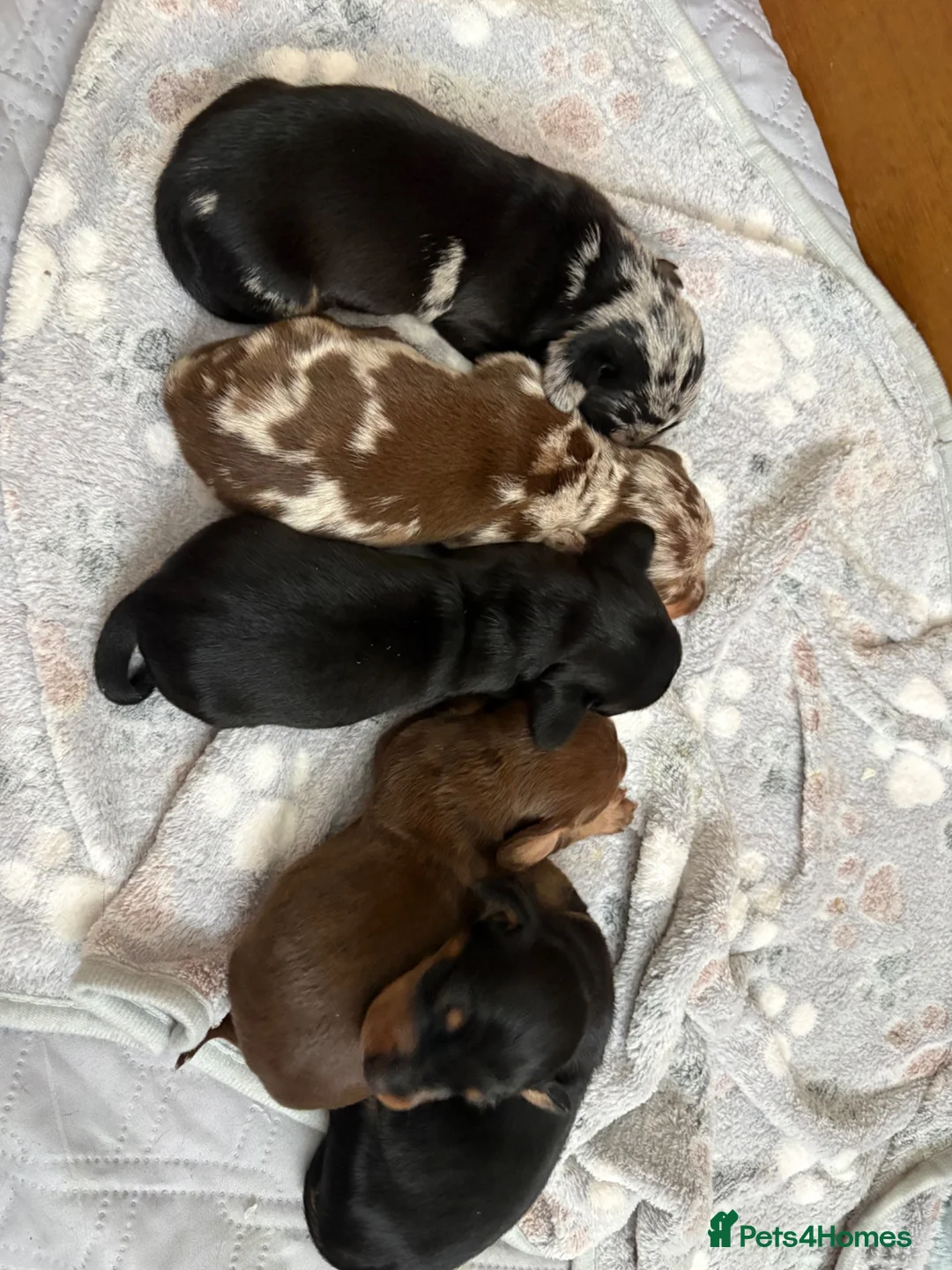 Dachshund dogs for sale: Beautiful dachshund puppies - Advert 20