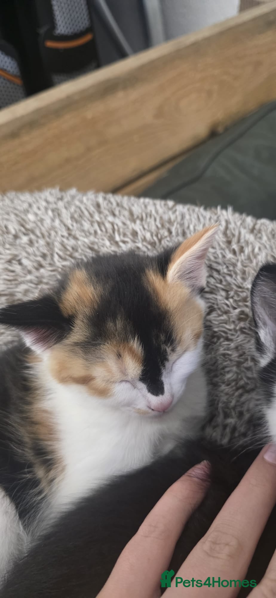 Domestic Shorthair cats for sale: 5 stunning black, ginger and white kittens - Advert 10