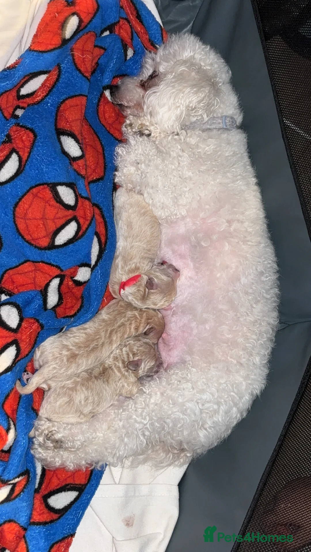 Poochon dogs for sale: Beautiful Poochon Puppies  - Advert 3