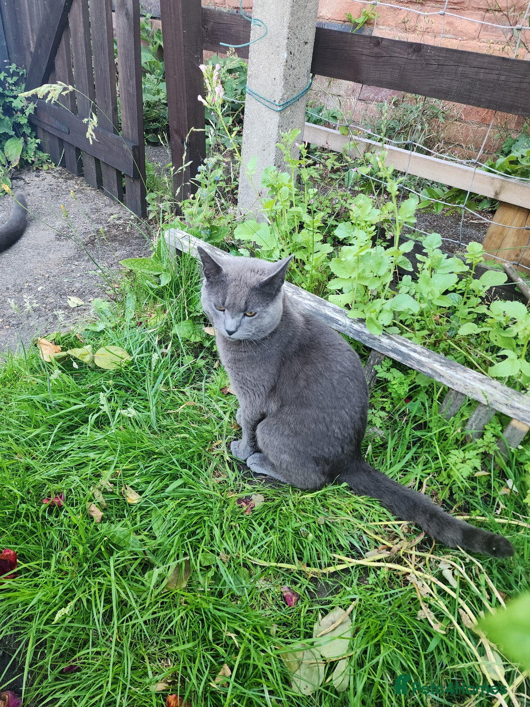 Mixed Breed cats for sale: British Shorthair mixed - Image 2