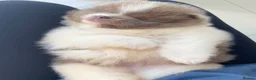 Pomeranian dogs for sale: Pomeranian puppys ready now  in Glasgow - Advert 11