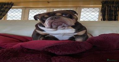 English Bulldog dogs - Advert 8