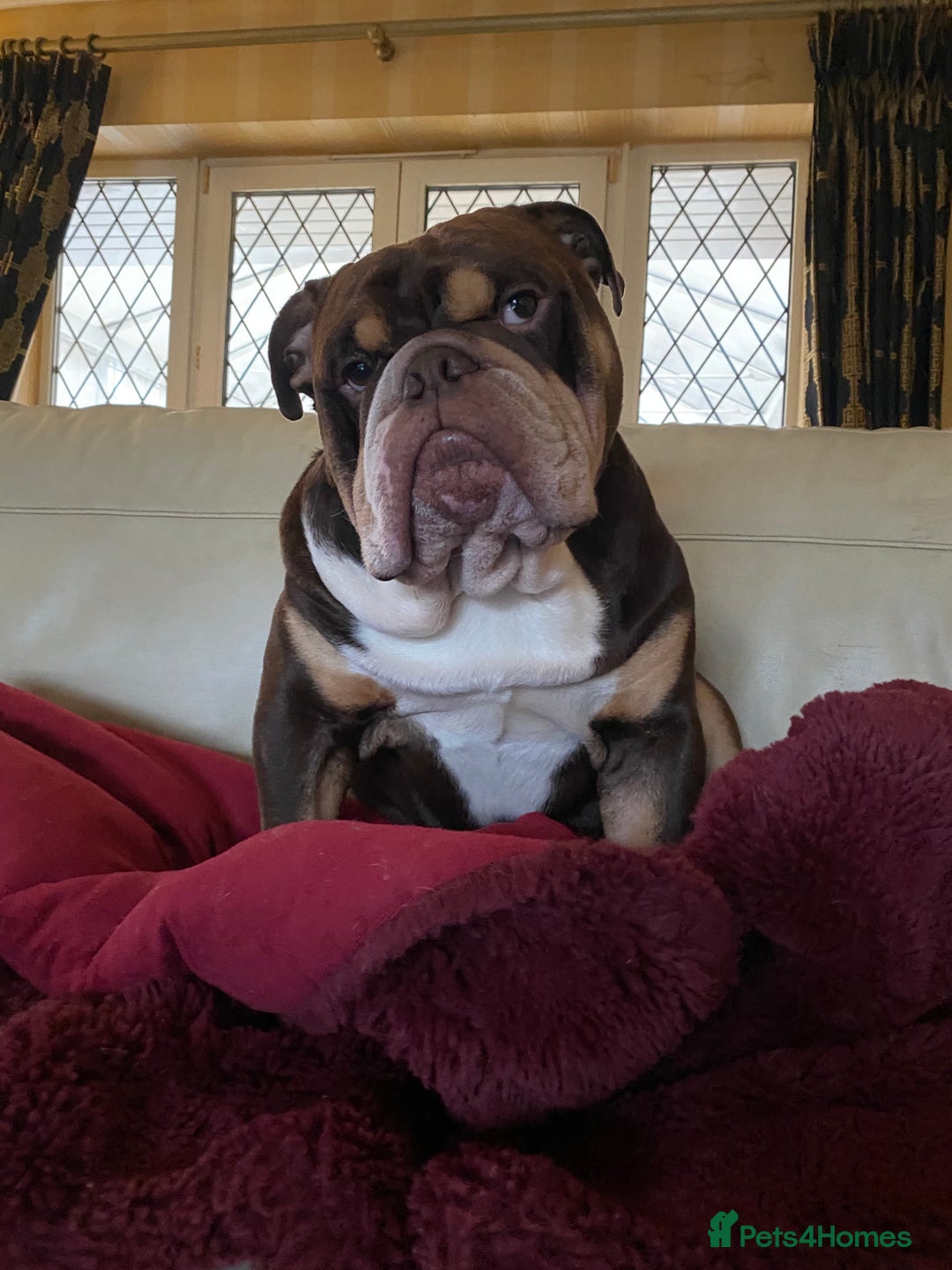 English Bulldog dogs for stud: Exclusive Tri-Colour Chocolate English Bulldog  - Image 3