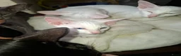 Oriental cats for sale: Adorable oriental kittens for sale - Advert 15
