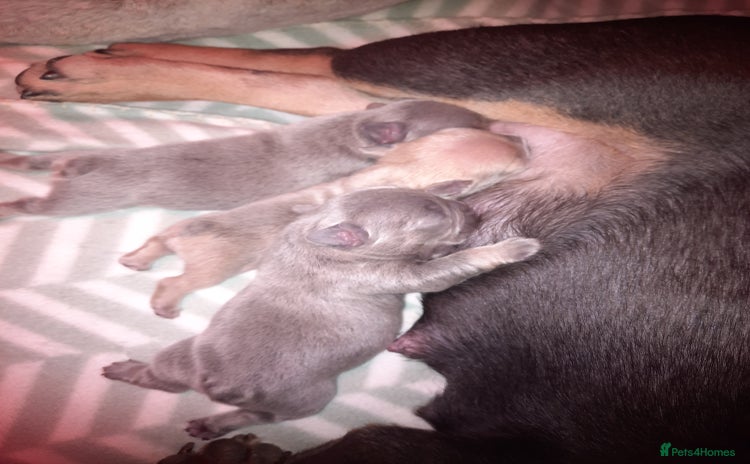 French Bulldog dogs - Advert 2