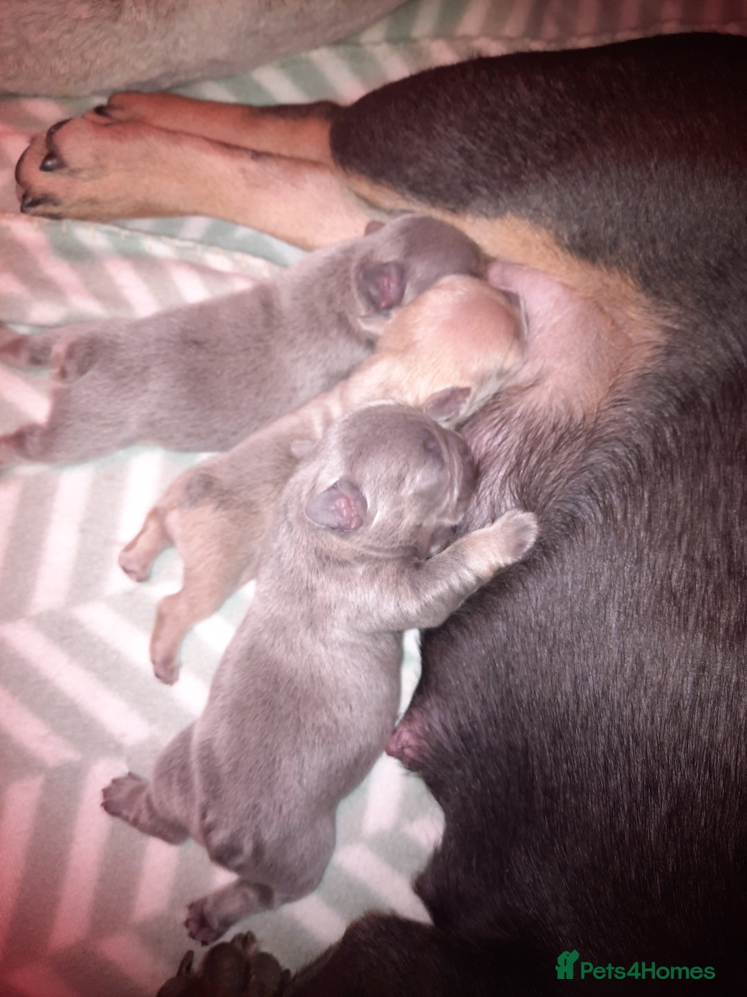 French Bulldog dogs for sale: 6 beautiful french bulldogs - Image 1