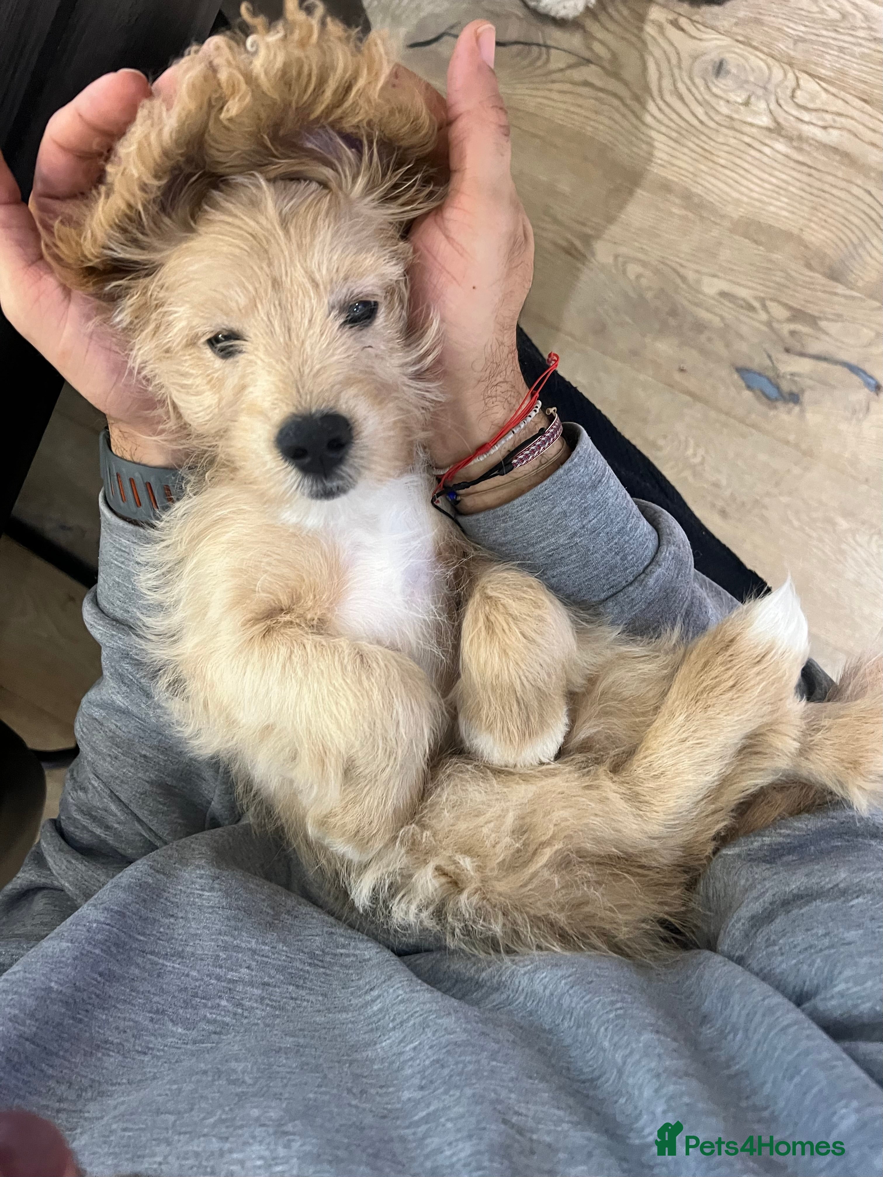 Mixed Breed dogs Beautiful Tiboodles Boy & Girl for sale  - Advert 1