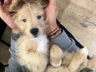 Mixed Breed dogs Beautiful Tiboodles Boy & Girl for sale - Advert 1