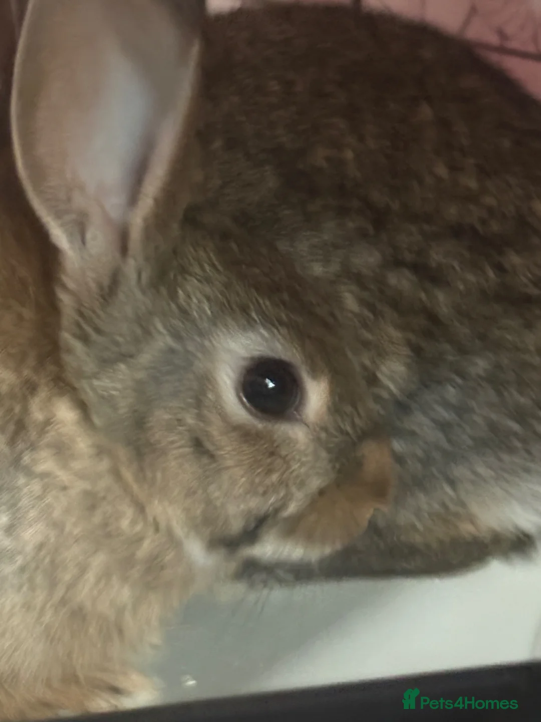 Mini Lop rabbits for sale: Mini lops in Doncaster - Advert 4