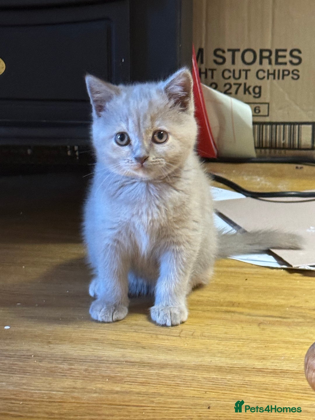 British Shorthair cats for sale: Incredible GCCF British shorthaired kittens  - Image 15