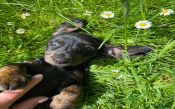 Dachshund dogs for sale: Sausage dachshund puppies  - Image 21