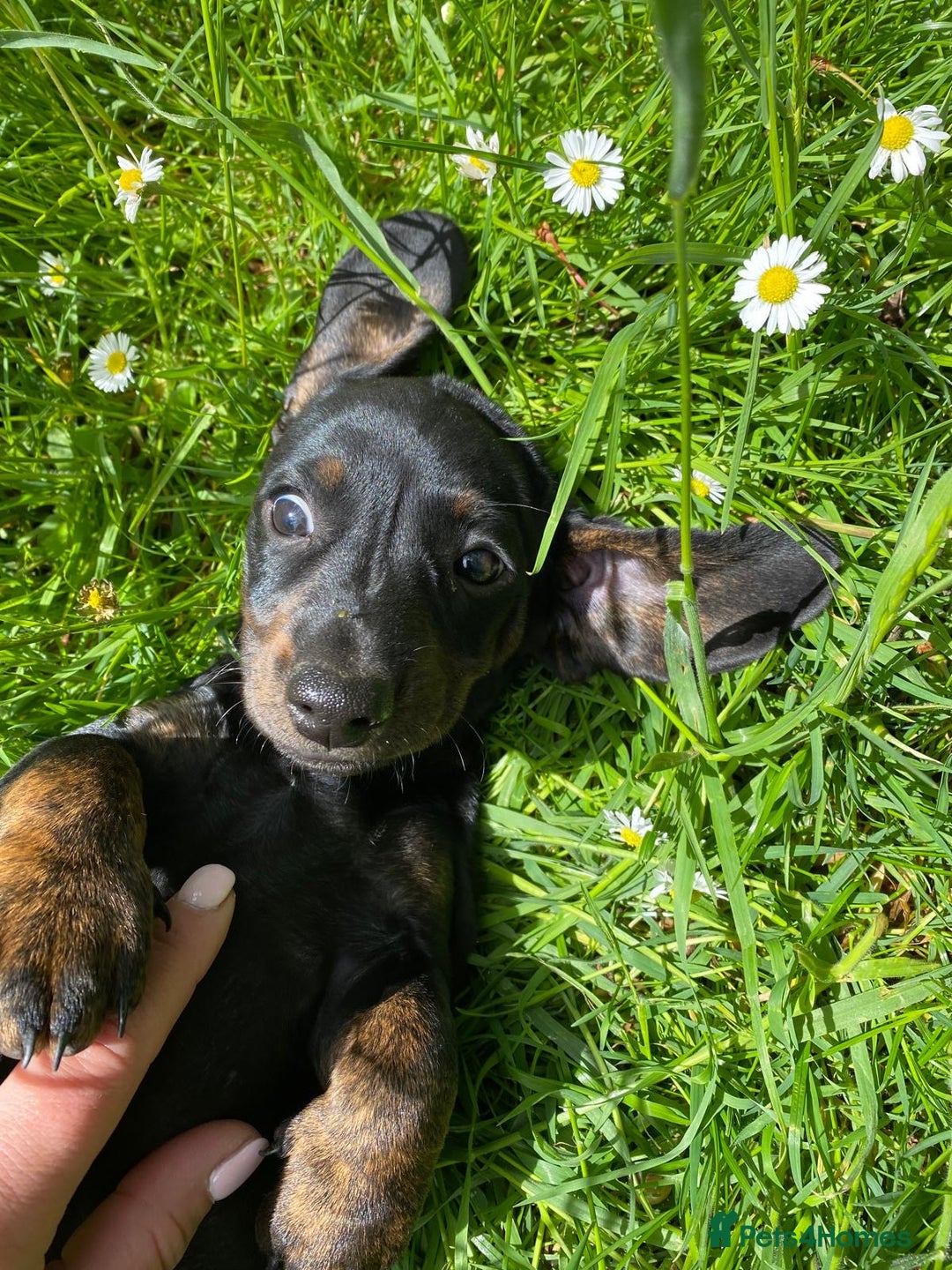 Dachshund dogs for sale: Sausage dachshund puppies  - Image 21