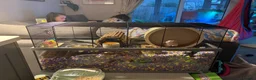 Hamster rodents for sale: Evie the Hamster in Radstock - Advert 2