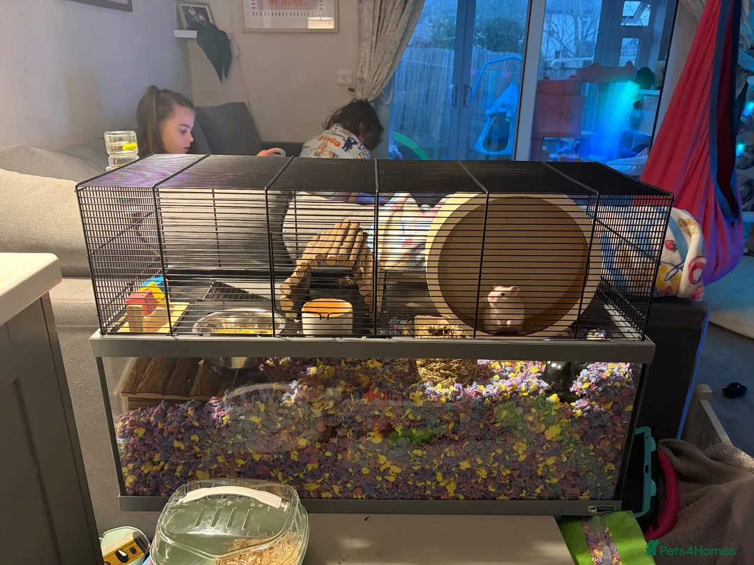 Hamster rodents for sale: Evie the Hamster in Radstock - Advert 2