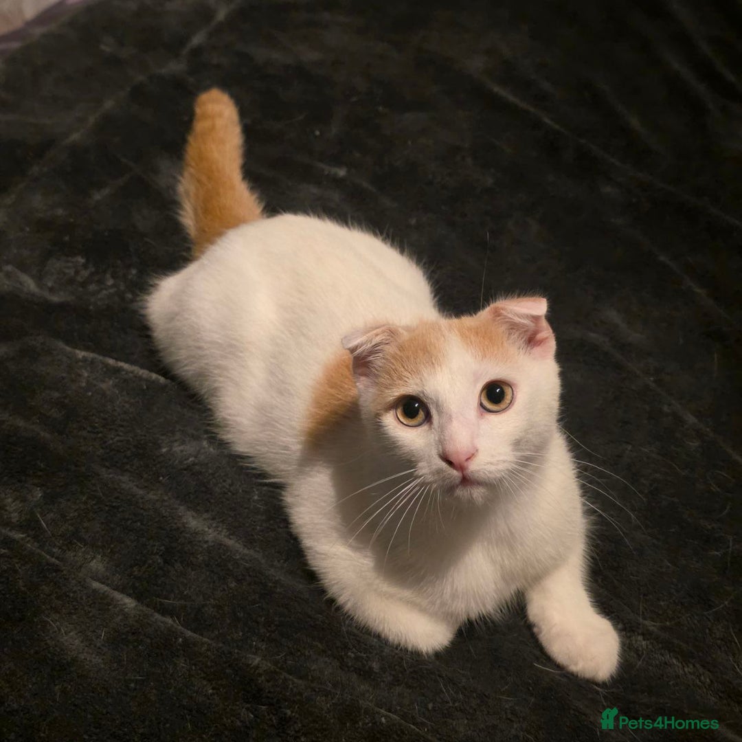 Scottish Fold cats for sale: Scottish fold mix Calico  - Image 2
