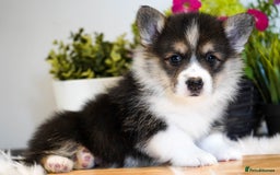 Welsh Corgi Pembroke dogs for sale: Welsh Corgi (Pembroke) - Image 2