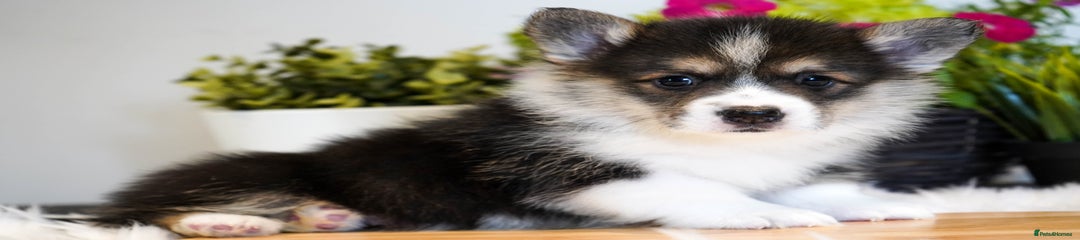 Welsh Corgi Pembroke - Tricolour (Boy)