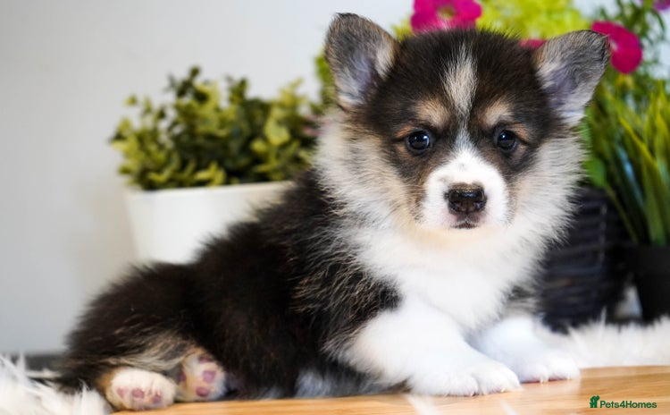 Welsh Corgi Pembroke dogs - Advert 1