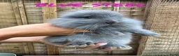 Mixed Breed rabbits for sale: French Lop X Maxi Angora Babies - Advert 5