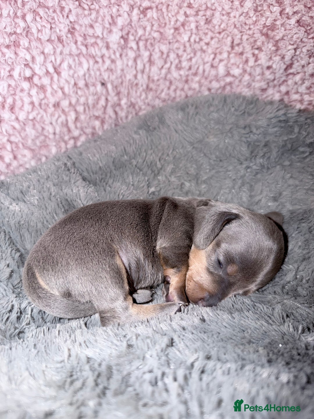 Miniature Dachshund dogs for sale: Stunning kc reg miniature dachshund puppies - Advert 13