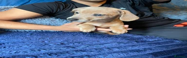 Jackshund Puppy 2