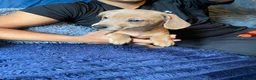 Jackshund dogs for sale: 3 beautiful dachshund x jack Russell puppies  - Advert 10