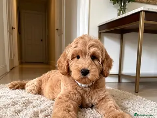 Australian Labradoodle dogs ‼️ Ready for their forever home ‼️ - Advert 1